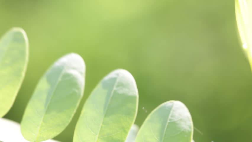 blur  italy  leaf in the wind abstarct background and light
