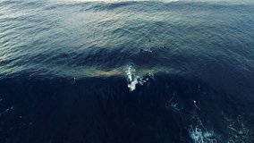 Vertical aerial video with drone, surfers on the waves. N.
Video about the sea, surf, nature, sea, water, sports, sunset, waves, wave, shark, passion, romantic, drone, aerial, surfer.
