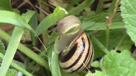Snail crawling in the green grass .