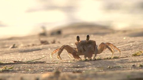 Sand crab scavenges for food at sunset on the sandy beaches of Maui, Hawaii.