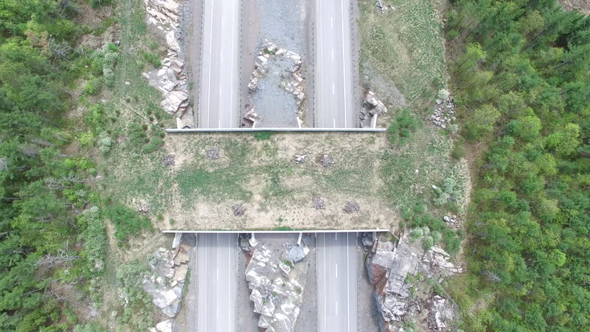 Land Bridge - Wildlife crossing for animals to get across the highway
