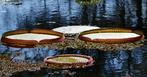 Water Flora. Victoria Regia in Amazon, Brazil. The Largest Lily