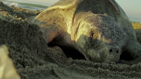 close up face of turtle laying in sand