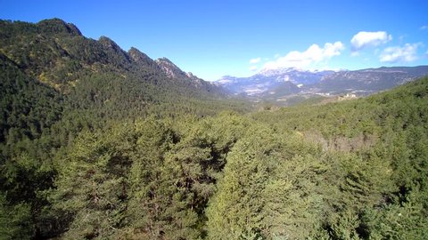 Aerial: Large pine forest between steep mountains. Pinus sylvestris.