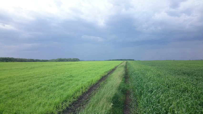 Dramatic rain clouds and lightning on sky above green cultivated field - Countryside landscape