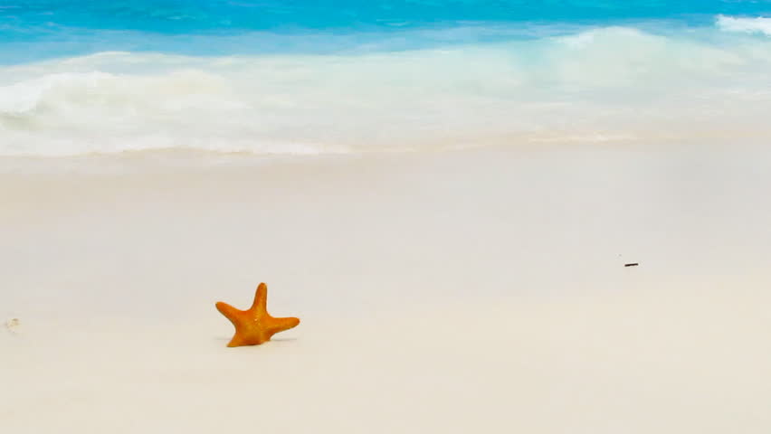 nice starfish on the summer sandy beach 