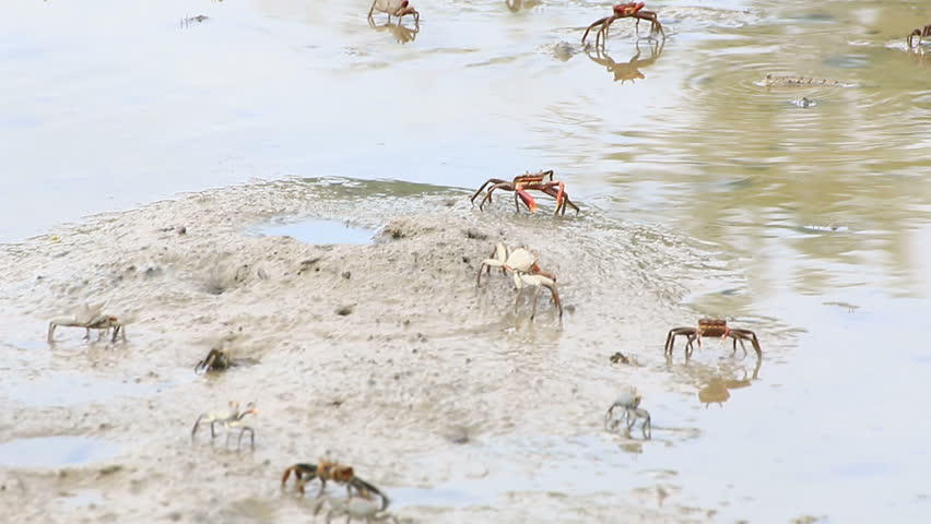 Horn-eyed ghost crab , Soldier crab on mud.