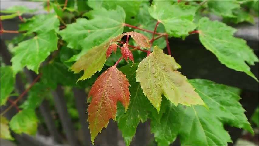 maple leaf new growth