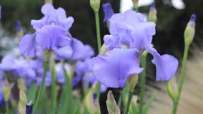 Purple Iris germanica flower plant shallow footage - German iris violet flower on the wind video