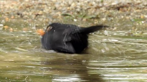 Blackbird take a bath in a puddle.