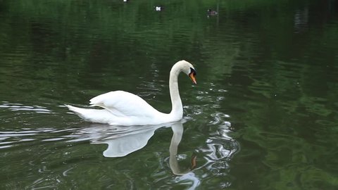 White swan floating in a pond. For a swan floating duck. The water reflects the green trees. Swan reflected in water.