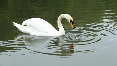 White swan dives into the water for food. White swan dives into the water for food. Swan is. Past floats duck. Swan on a pond. The water reflected the trees