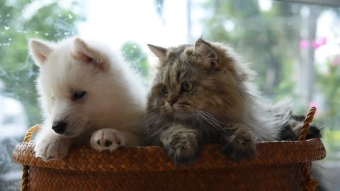 Close up of puppy and kitten look around on pet bed.