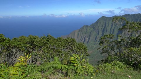 Exotic vegetation growing on top of volcanic mountain overlooking amazing canyon valley with lush jungle and crystal clear ocean bay. Beautiful natural scenery at mountain top lookout point in Hawaii