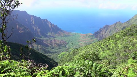 Breathtaking view of amazing canyon valley with lush rainforest jungle overlooking crystal clear ocean bay. Beautiful nature at mountain top lookout point along the famous Kalalau trail in Hawaii