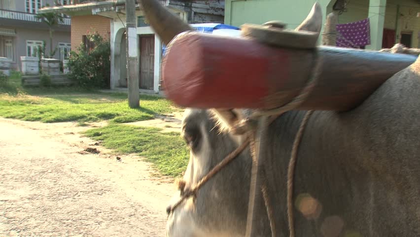 Asian bull walking with covered wagon