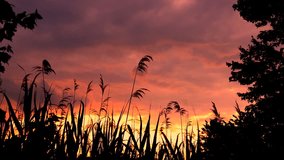 Sunset or Sunrise. The reeds and the sun. Nature in the evening. Sunset by the water. Ears of grass catching the wind. Red sky from setting sun. 4K video.
