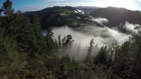 Aerial view over pine forest of Whanganui River covered in early morning fog, New Zealand 
