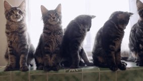 Funny Maine coon cats move their heads back and forth trough the sun. 1920x1080 - Powered by Shutterstock - Get 15% off with code: PIKWIZARD15