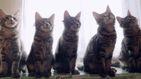 Funny Maine coon cats move their heads back and forth trough the sun. 1920x1080