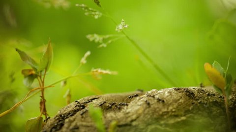 army ants crawling along nice tree stub, root, low perspective, beautiful blurred green background, warm color. Some plants on side, 4K 3840 x 2160 ultra high definition footage