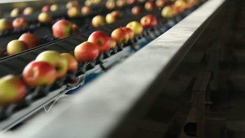 Apples on a sorting table in a warehouse