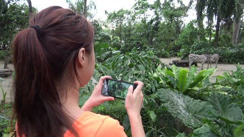 4K, Asian girl taking photograph with camera phone of common zebra in the zoo -Dan