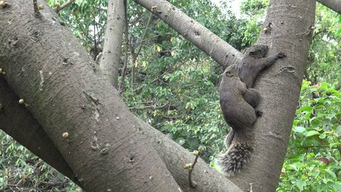 4k, Pallas's squirrel have sex in the tree of the Daan park forest, Taipei city -Dan
