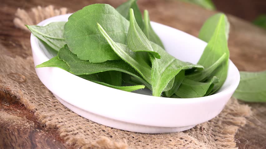 Rotating Stevia leaves as not loopable 4K UHD footage