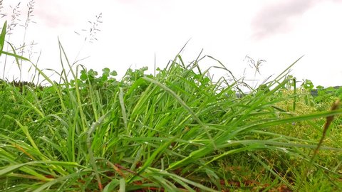 Green grass and clover field.