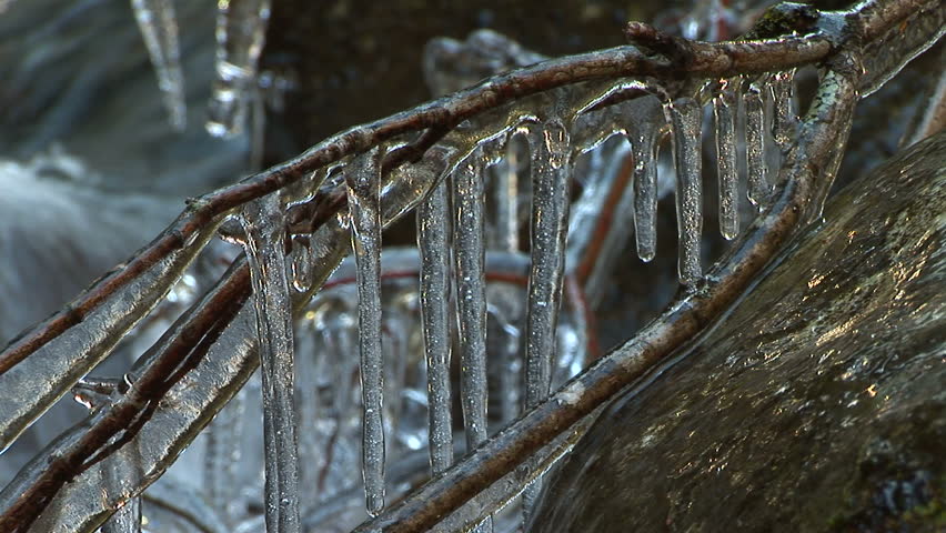 ECU of icicles hanging from branch