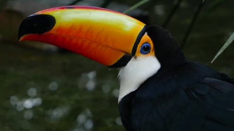 Exotic toucan bird in natural setting near Iguazu Falls in Foz do Iguacu, Brazil.