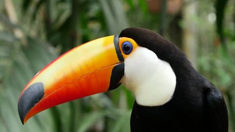 Exotic Toucan Bird In Natural Stockvideos Filmmaterial 100 Lizenzfrei Shutterstock