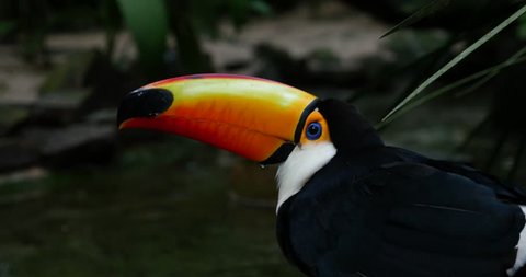 Exotic toucan bird in natural setting near Iguazu Falls in Foz do Iguacu, Brazil.