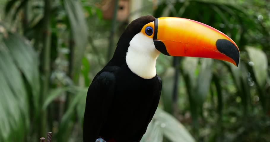 Exotic Toucan Bird In Natural Stockvideos Filmmaterial 100 Lizenzfrei Shutterstock