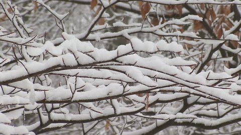 Tree branches covered in snow