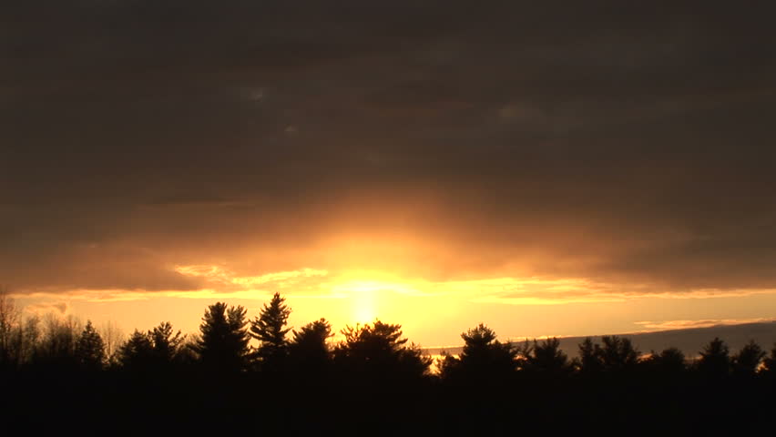 Yellow sunset glow behind silhouetted pine trees