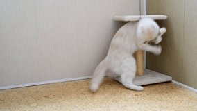 7 month kitten playing with toy and a scratching post