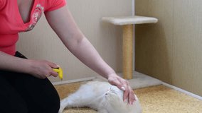 Woman scratching the fur on cat using Furminators