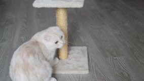 7-month kitten sharpening its claws on scratching post