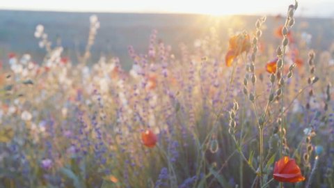 Slow motion tracking shot of lavender, poppy and wild herbs in a field on the sunset.