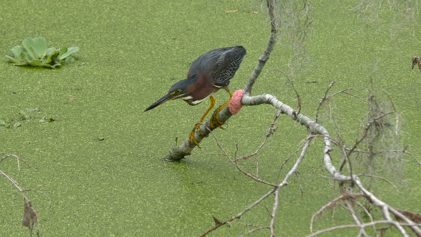 Green Heron Fishing in Florida Wetlands