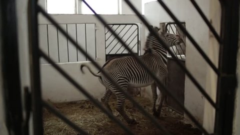 Animal Nursery in Askaniya, Ukraine