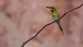 Blue-tailed bee-eater ( Merops philippinus) on the branch 