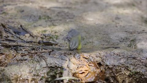 Grey hooded Warbler taking bath at water stream.