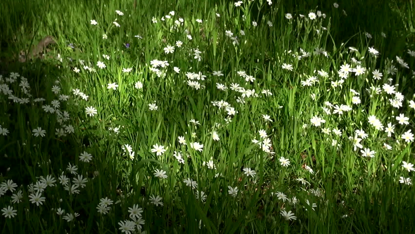 Glade in the Wood with flowers