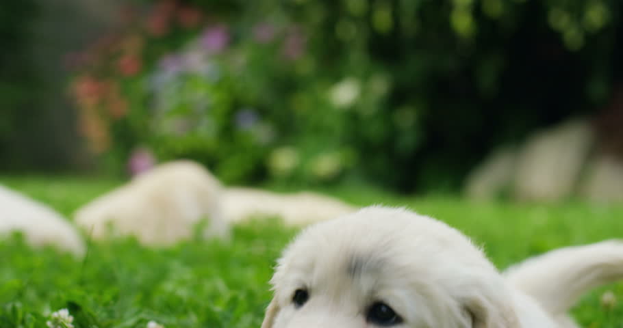 Puppies of golden retriever playing on the grass in a beautiful garden on a sunny day | Shutterstock HD Video #17223499