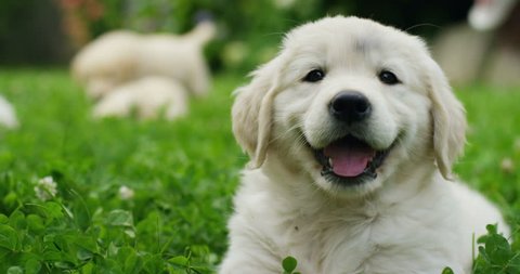Puppies of golden retriever playing on the grass in a beautiful garden on a sunny day