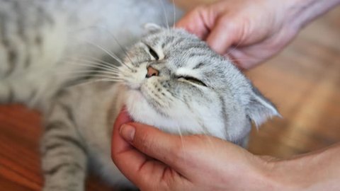 The girl scratches his chin in the scottish fold cat