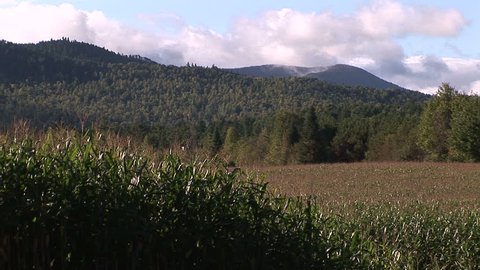 Cornfield in foreground, wooded hills in background
